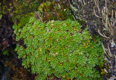 Azorella aretioides