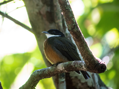 Flame-Crested Manakin photo 3