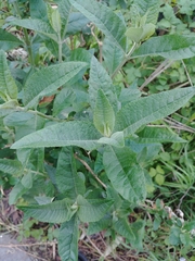 Buddleja davidii