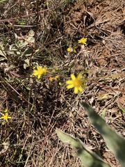 Cineraria lyratiformis