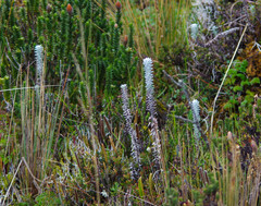 Lasiocephalus ovatus