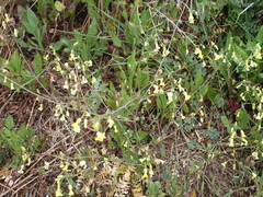 Bunias erucago