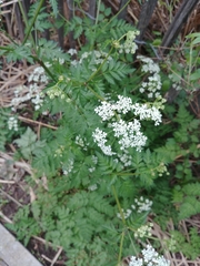 Anthriscus sylvestris