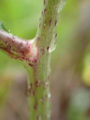 Bunias erucago