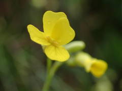 Bunias erucago