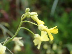 Bunias erucago