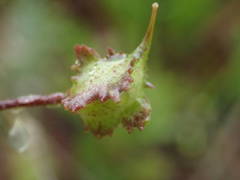Bunias erucago