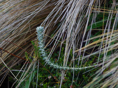 Lasiocephalus ovatus