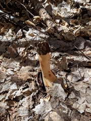 Morchella populiphila