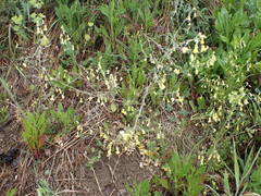 Bunias erucago