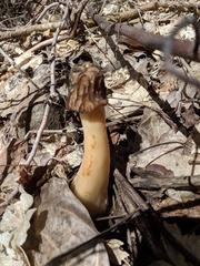 Morchella populiphila