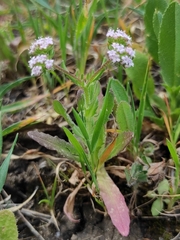 Valerianella discoidea