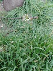 Capsella bursa-pastoris