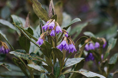 Solanum stenophyllum