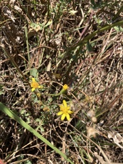 Cineraria lyratiformis