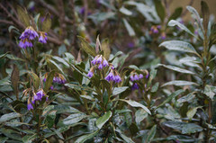 Solanum stenophyllum