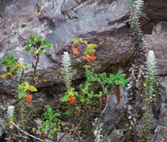 Lasiocephalus ovatus