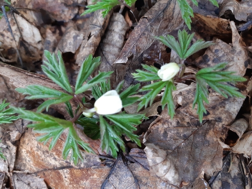Bijela šumarica (Anemonoides nemorosa)