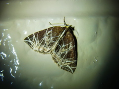 Evecliptopera illitata