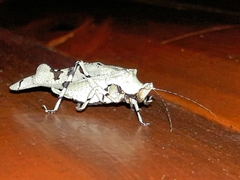 Lichenomorphus pirani