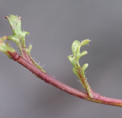 Afroaster erucifolius