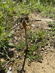 Orobanche minor