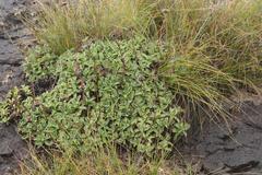 Helichrysum marginatum