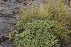 Helichrysum marginatum