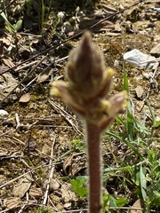 Orobanche minor