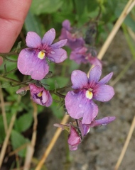 Nemesia caerulea