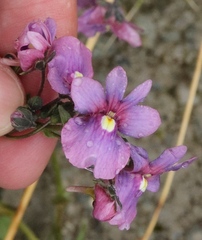 Nemesia caerulea