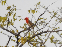 Anaplectes rubriceps