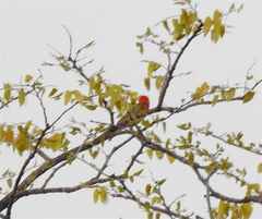 Anaplectes rubriceps