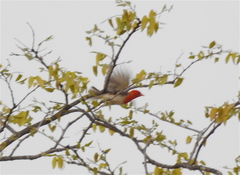 Anaplectes rubriceps