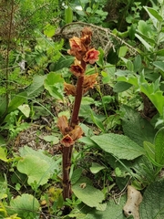 Orobanche austrohispanica