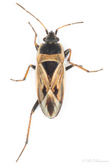 Xanthochilus quadratus