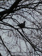 Columba palumbus