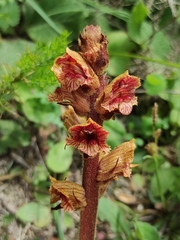 Orobanche austrohispanica