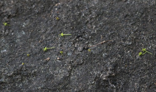 Margaritaria indica iNat (3)