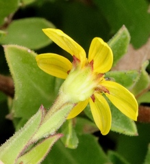 Osteospermum thodei