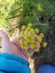 Lomatium klickitatense