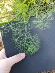 Lomatium klickitatense