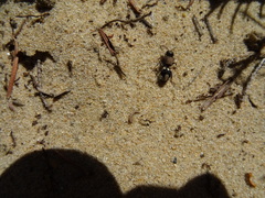Ronisia