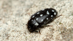 Paranovelsis punctatus