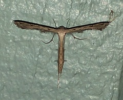 Stenoptilodes taprobanes