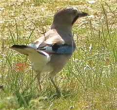 Garrulus glandarius graecus