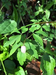 Anemonoides quinquefolia