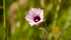 Ipomoea triloba