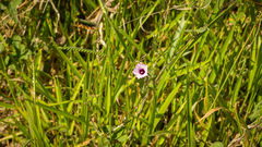 Ipomoea triloba