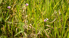 Ipomoea triloba